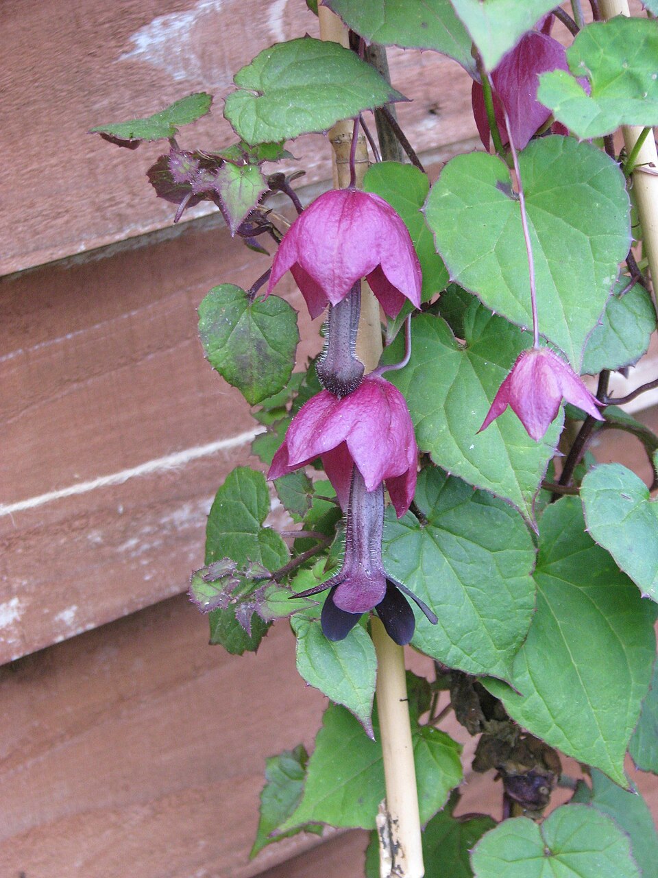 Rhodochiton atrosanguineus (purple bell vine) (alternate view 7)