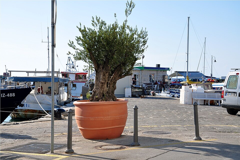 Olea (Olives)