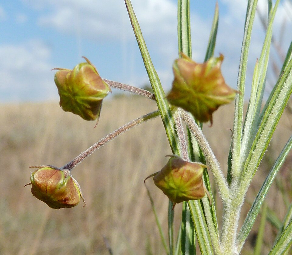Gomphocarpus fruticosus (Narrow-leaf Cotton Bush) (alternate view 9)
