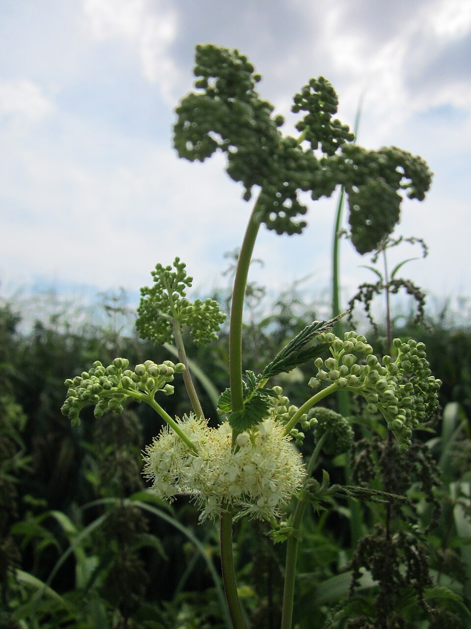 Filipendula ulmaria (Meadowsweet)