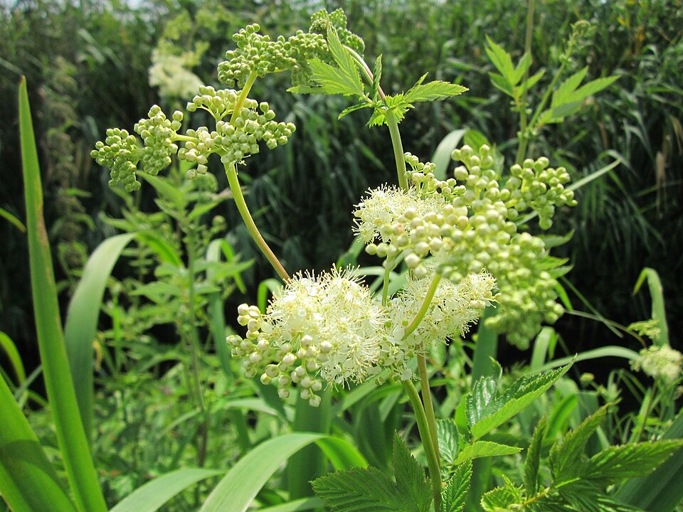 Filipendula ulmaria (Meadowsweet)