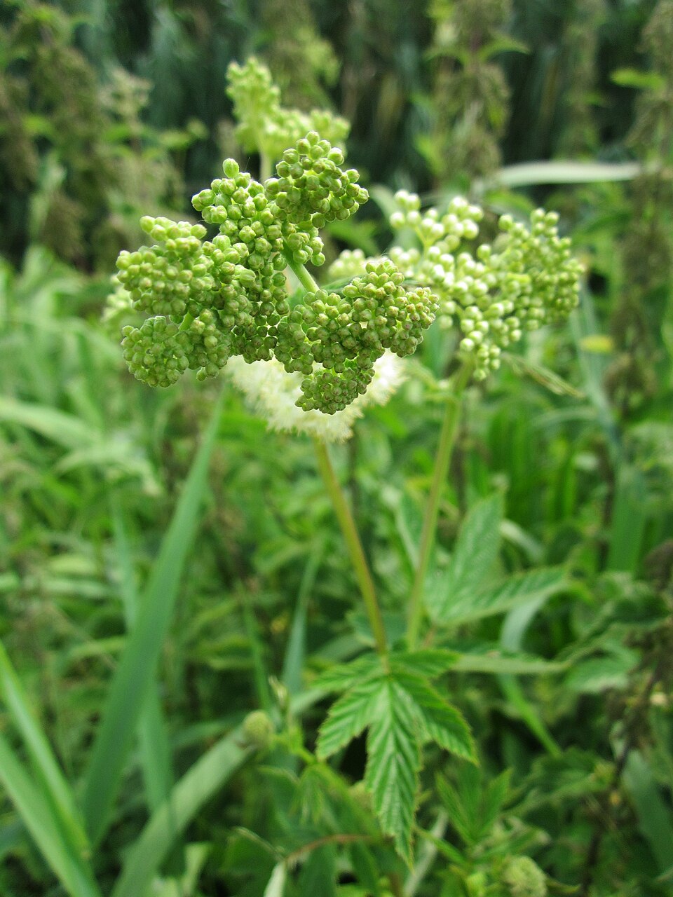 Filipendula ulmaria (Meadowsweet)