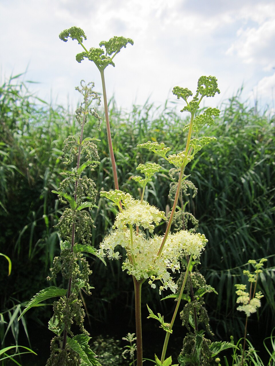Filipendula ulmaria (Meadowsweet)