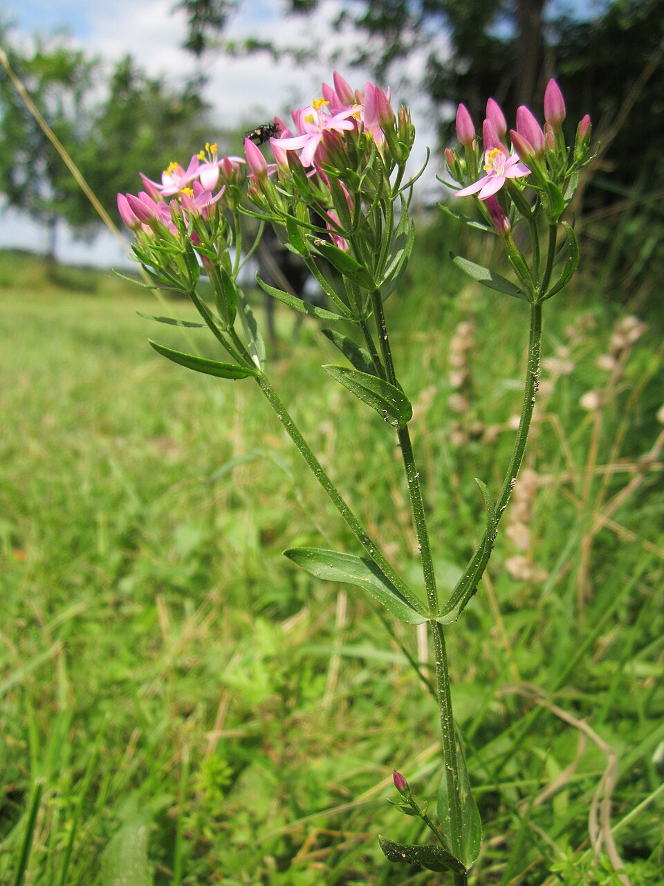Centaurium erythraea (Common centaury)