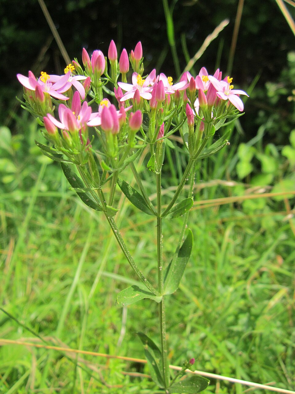 Centaurium erythraea (Common centaury)