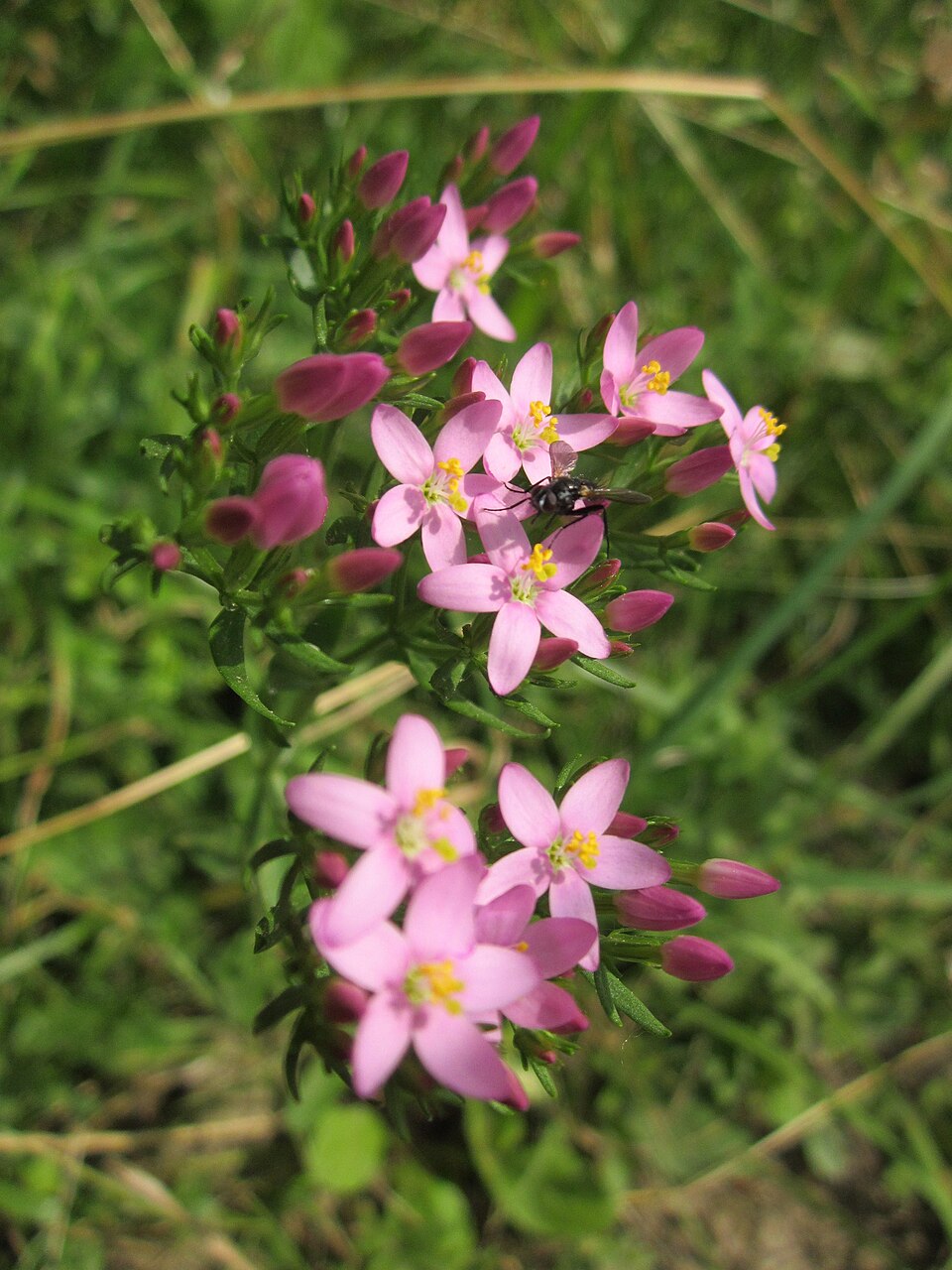 Centaurium erythraea (Common centaury)