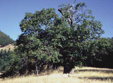 Quercus kelloggii (Black Oak) (alternate view 5)
