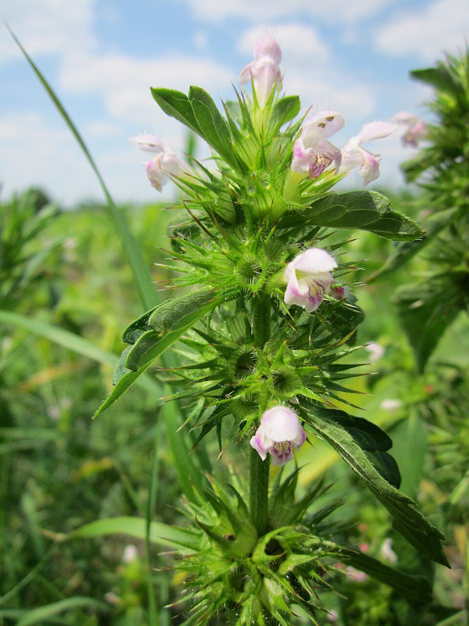 Galeopsis tetrahit (Common hemp-nettle)