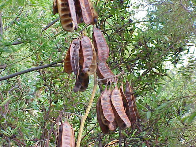 Paraserianthes lophantha (Plume Albizia) (alternate view 6)