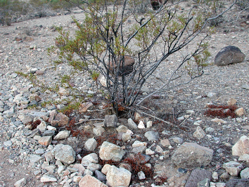 Larrea tridentata (Creosote Bush)