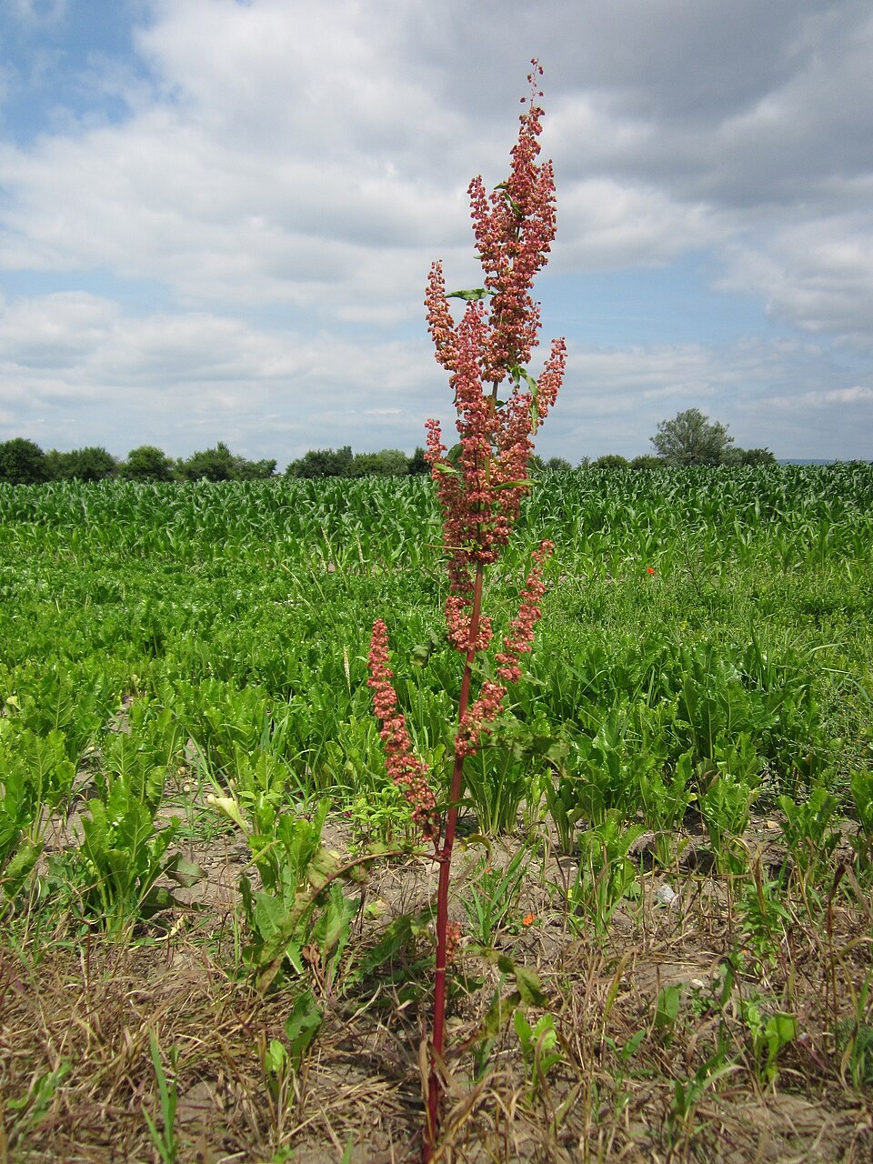 Rumex crispus (curly-leaved dock) (alternate view 10)