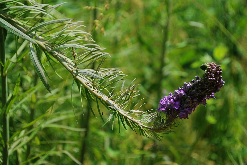Linaria purpurea (toadflax) (alternate view 12)