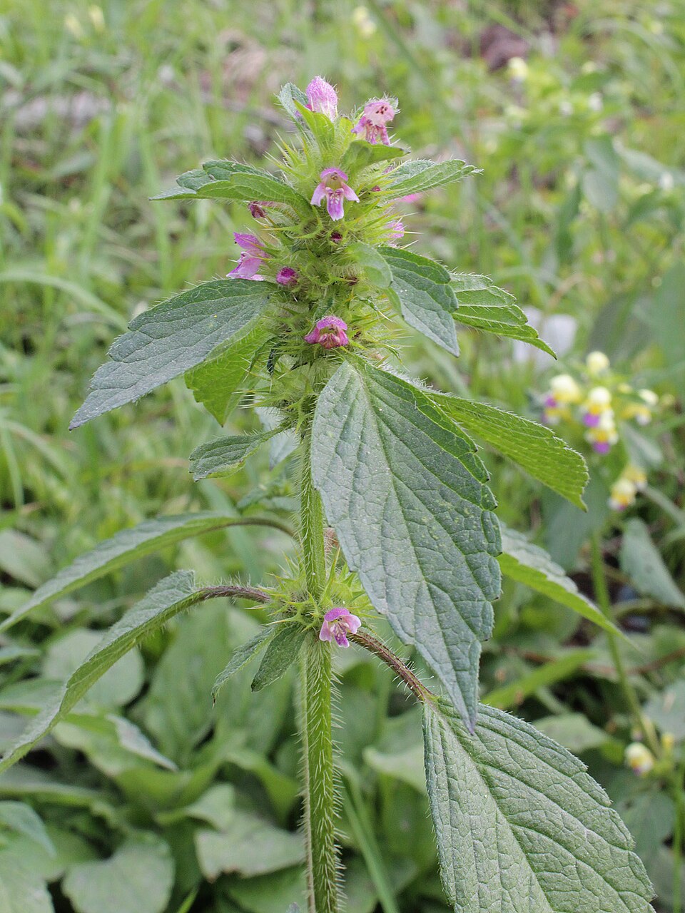 Galeopsis bifida (Bifid Hemp-nettle)