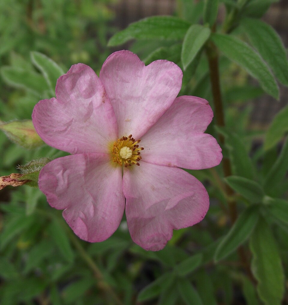 Cistus x skanbergii (alternate view 7)