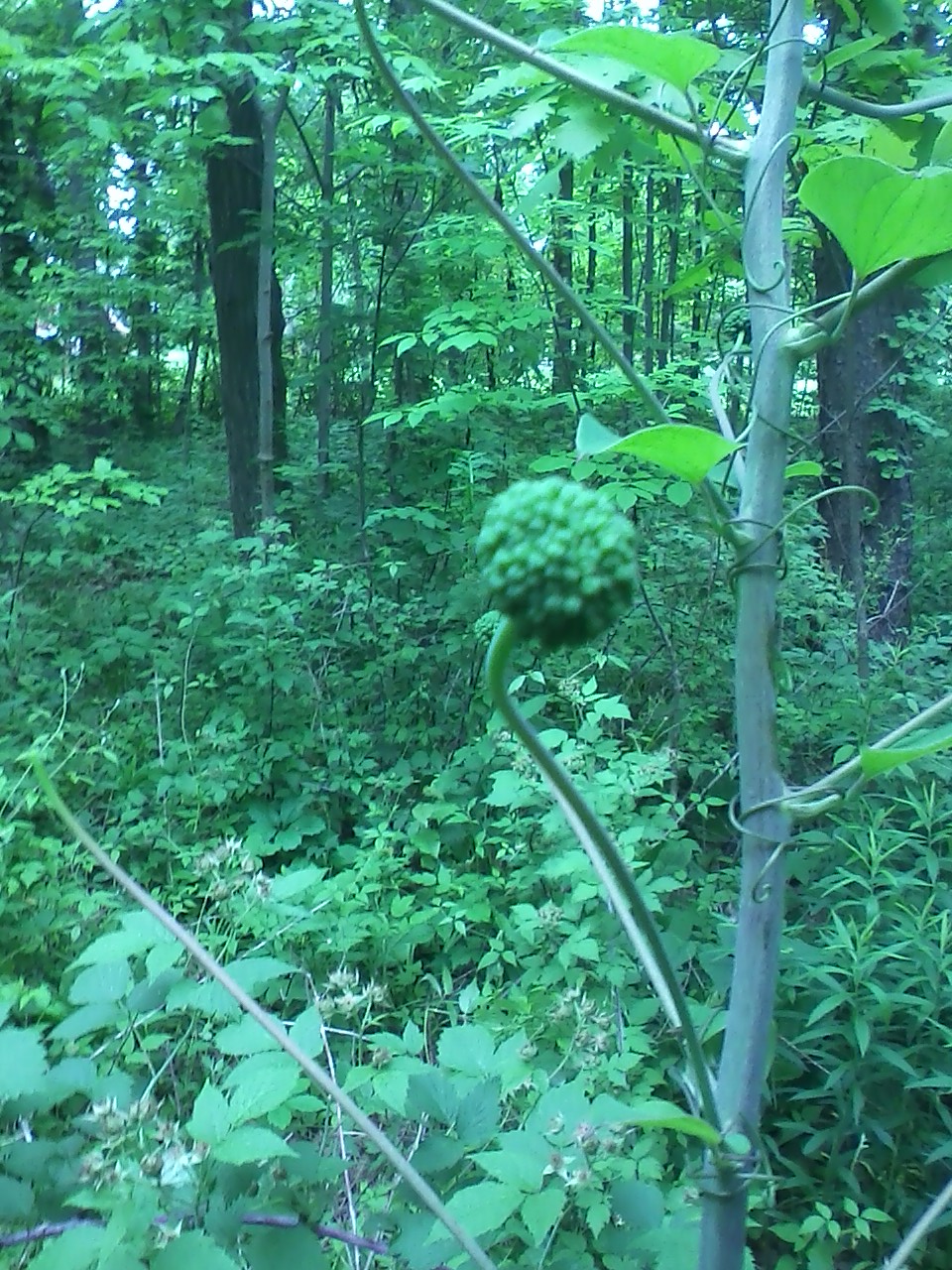 Smilax herbacea (smooth carrionflower) (alternate view 6)
