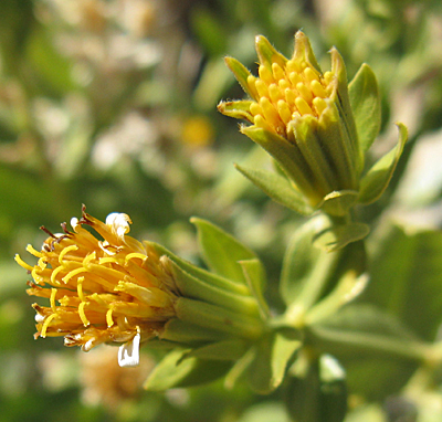 Trixis californica (American threefold) (alternate view 10)