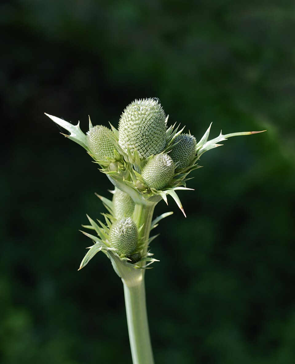 Eryngium agavifolium (Agave-leaved Sea Holly) (alternate view 10)