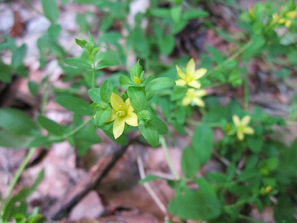 Hypericum humifusum (Trailing St John's-wort) (alternate view 7)