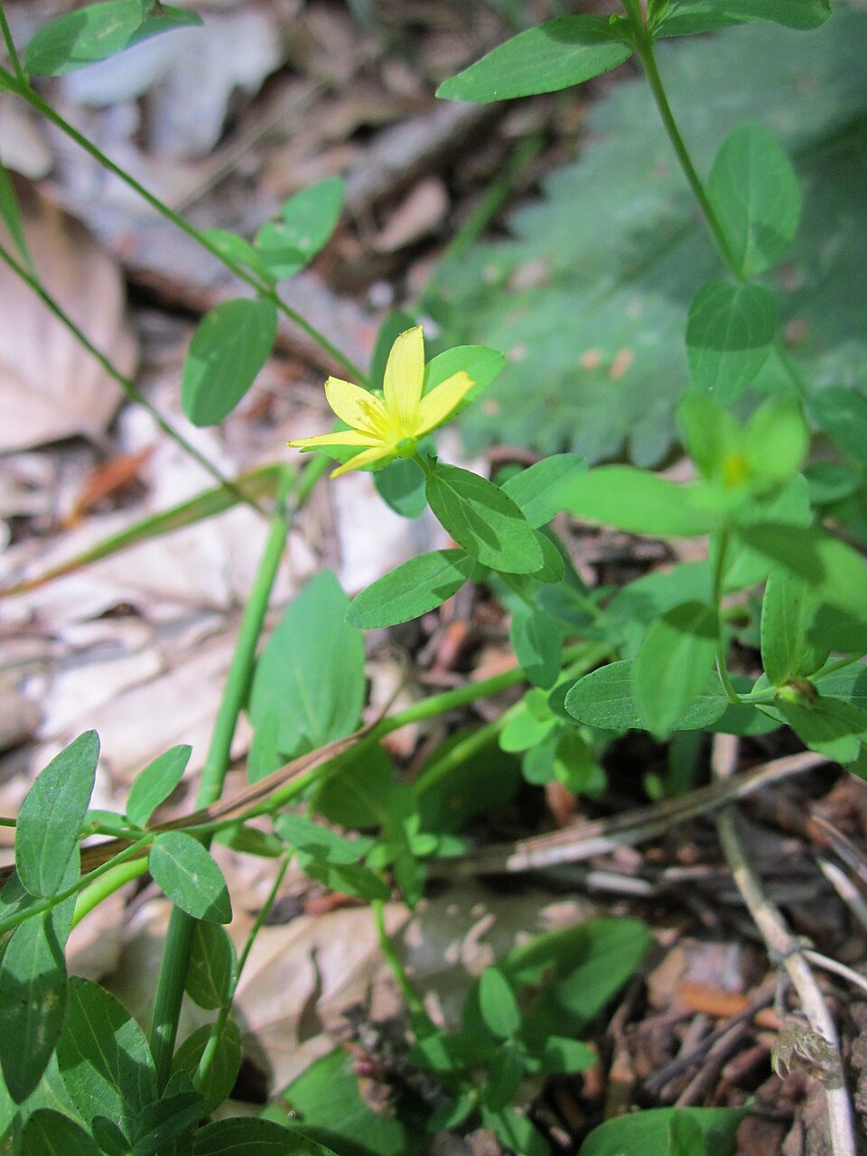 Hypericum humifusum (Trailing St John's-wort) (alternate view 8)