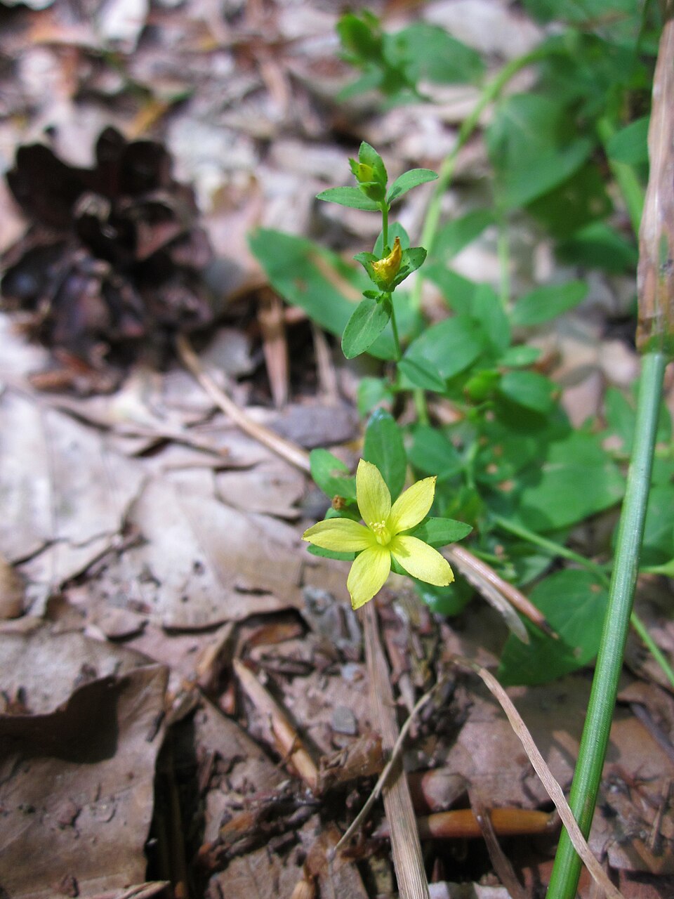 Hypericum humifusum (Trailing St John's-wort) (alternate view 9)