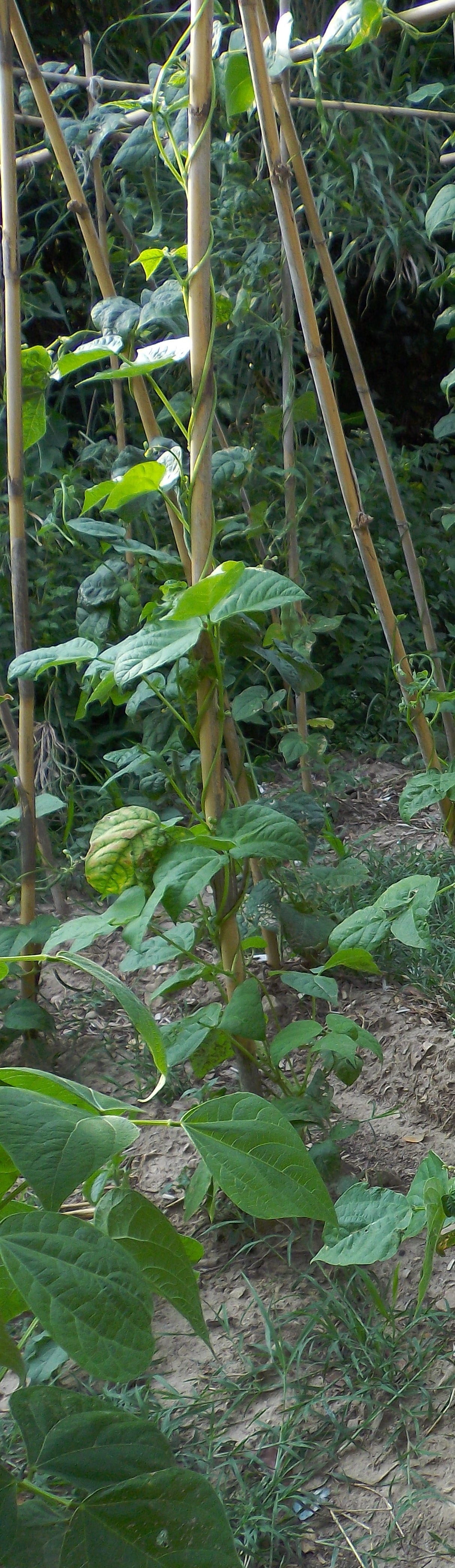 Phaseolus vulgaris, Common bean — upright deciduous (Fabaceae) (image 3 of 7)