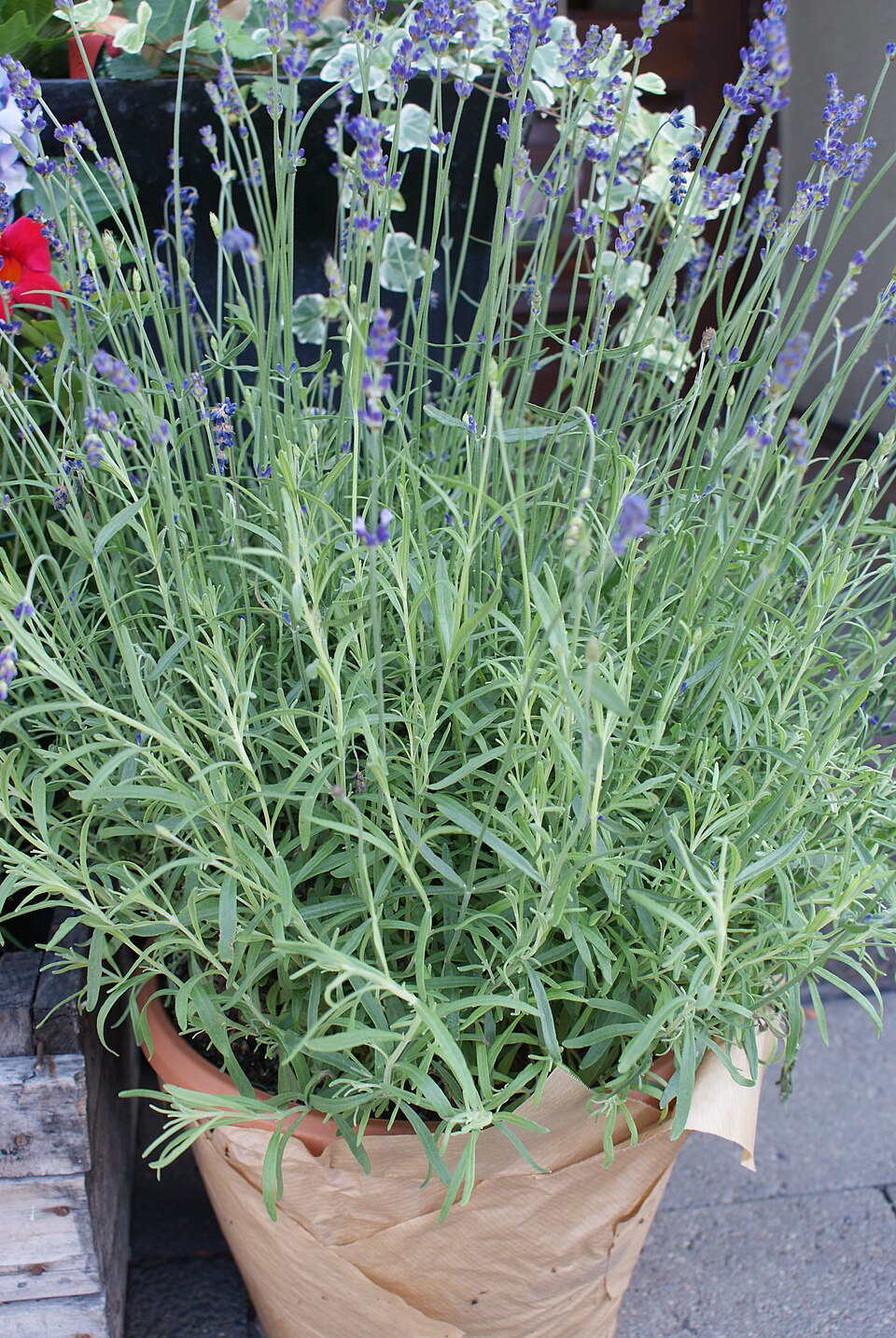 Lavandula angustifolia 'Hidcote' (Hidcote Lavender) (alternate view 5)