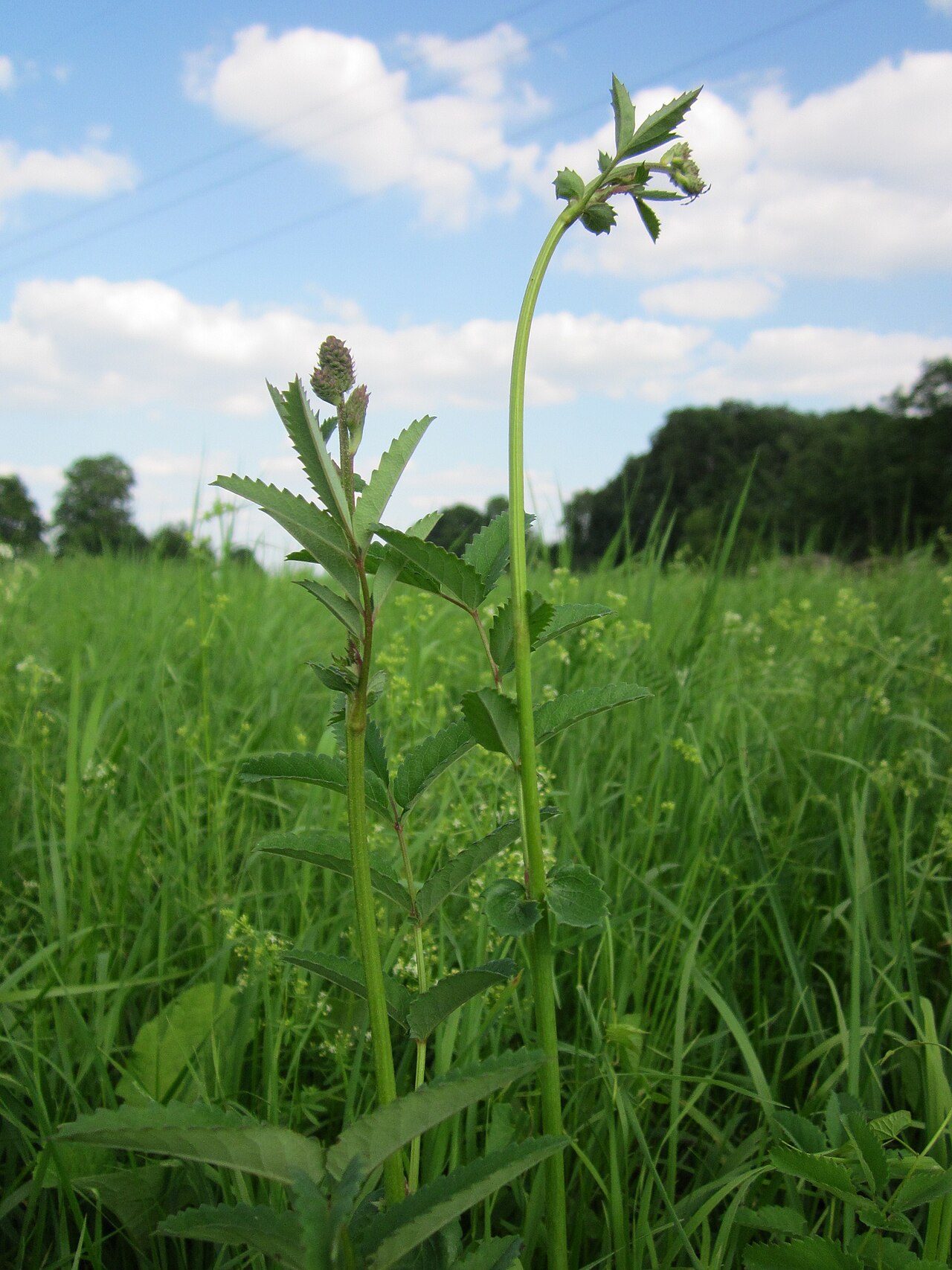 Sanguisorba officinalis, Great burnet — clumping deciduous (Rosaceae) (image 7 of 10)