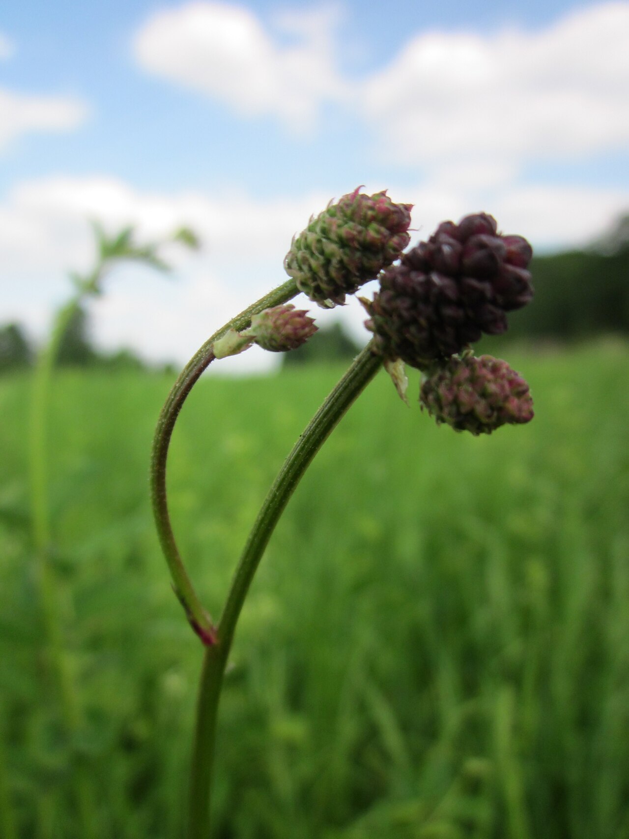 Sanguisorba officinalis, Great burnet — clumping deciduous (Rosaceae) (image 8 of 10)