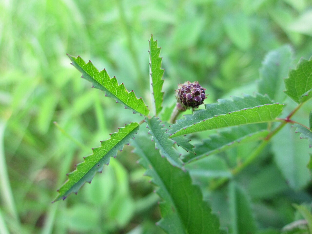 Sanguisorba officinalis, Great burnet — clumping deciduous (Rosaceae) (image 9 of 10)