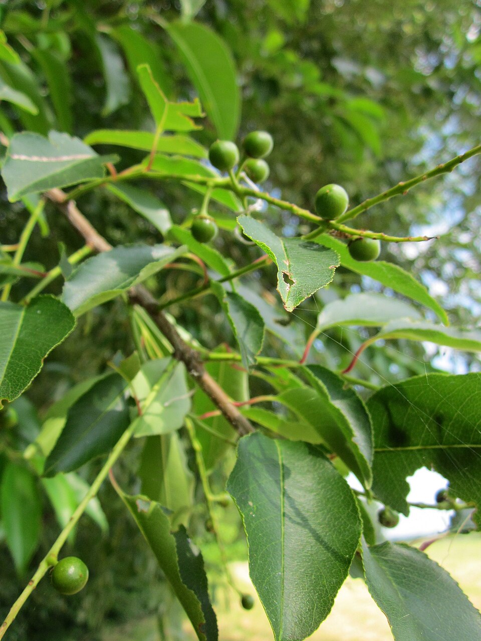 Prunus serotina (Black Cherry) (alternate view 9)