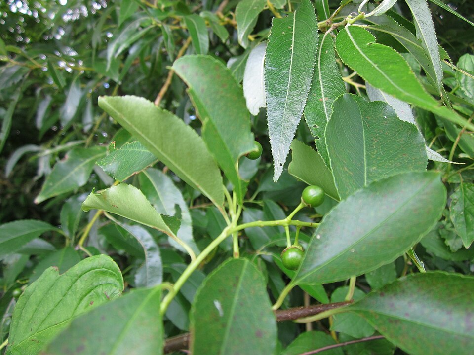Prunus serotina (Black Cherry) (alternate view 10)