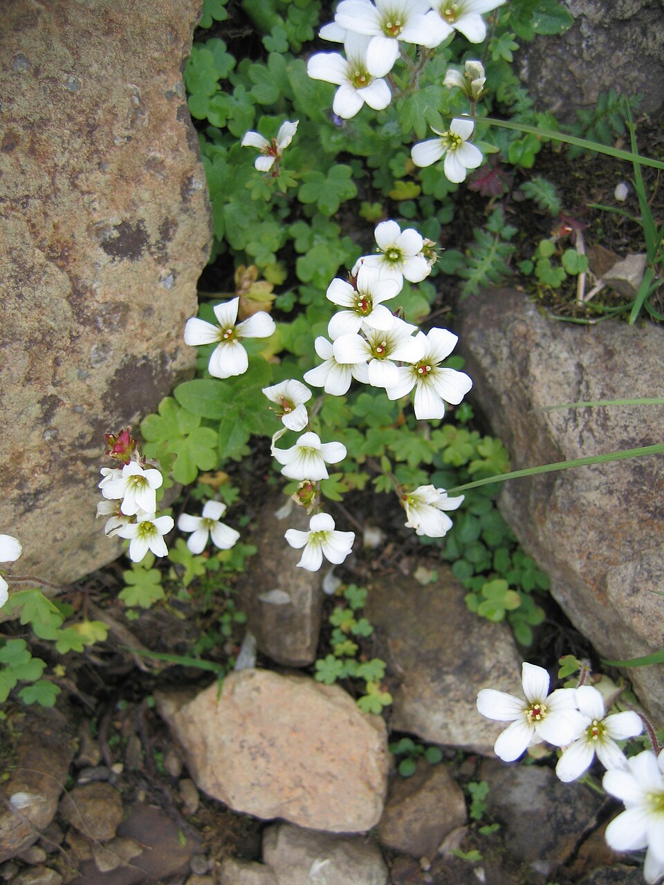 Saxifraga (Saxifrages)