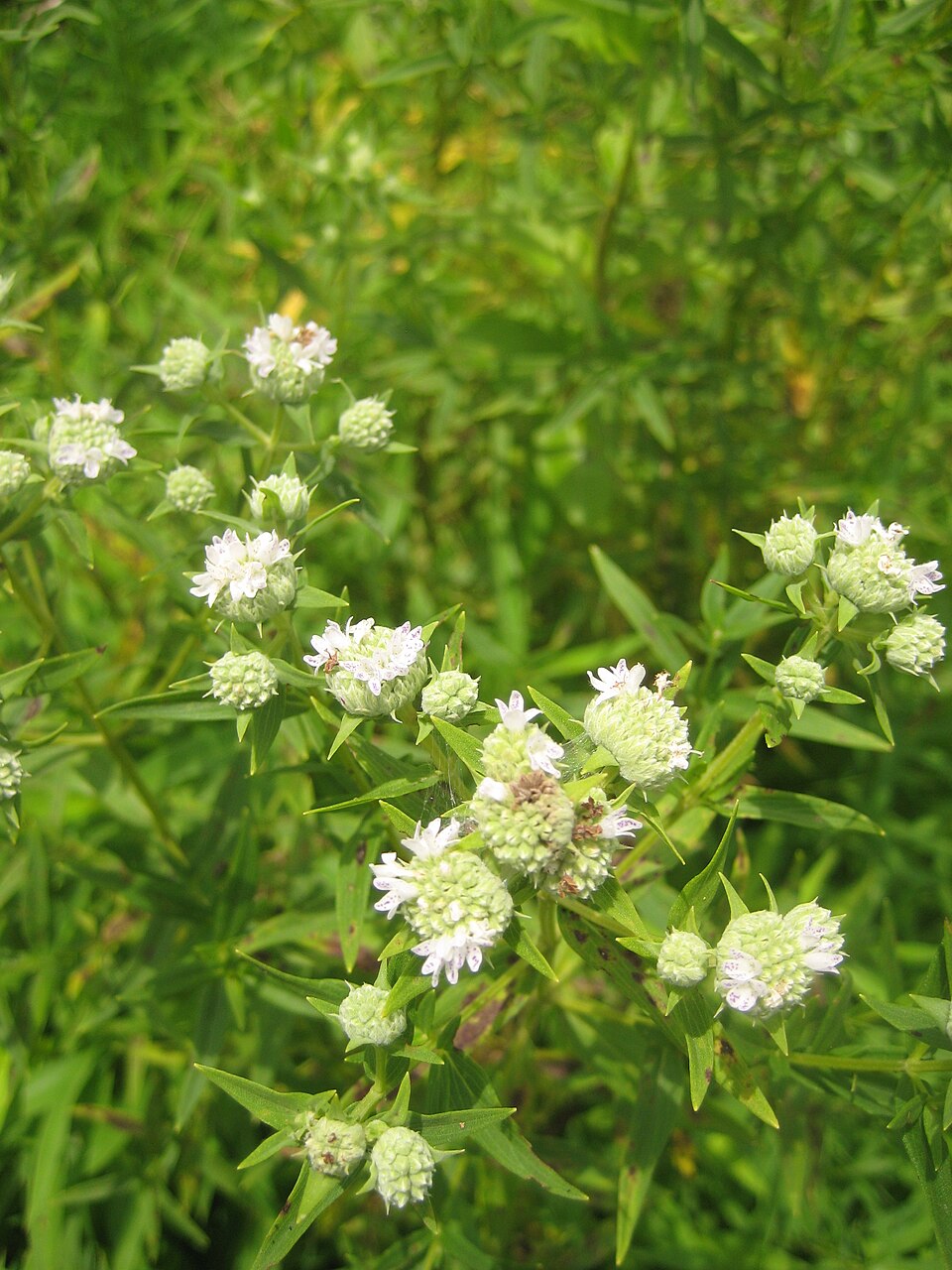 Pycnanthemum tenuifolium (narrowleaf mountainmint) (alternate view 7)