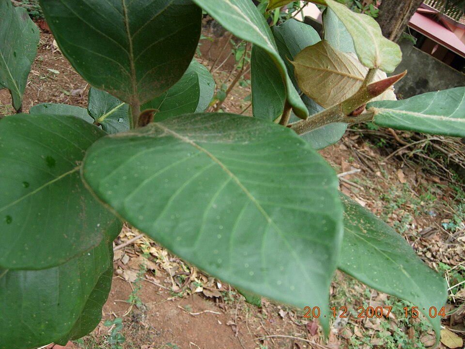 Ficus virens (White fig) (alternate view 8)