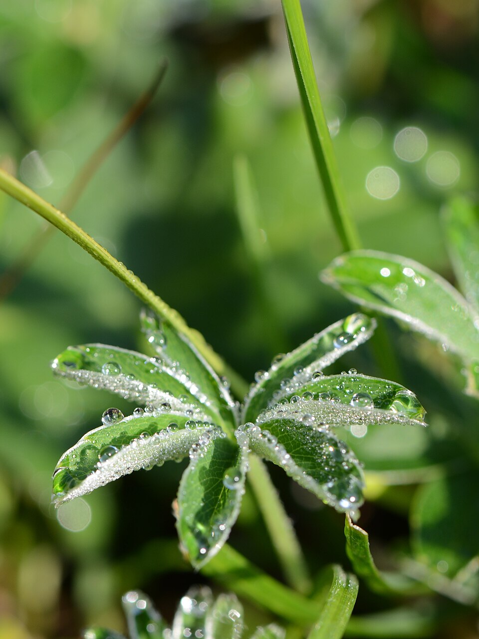 Alchemilla alpina (Alpine Lady's-mantle)