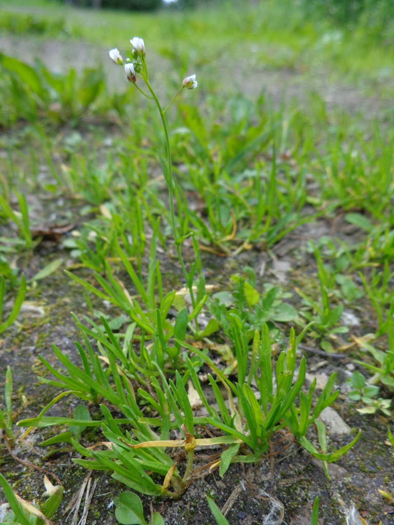 Linum catharticum (Fairy Flax)