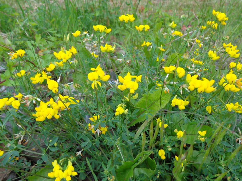 Lotus pedunculatus (big bird's-foot trefoil) (alternate view 10)