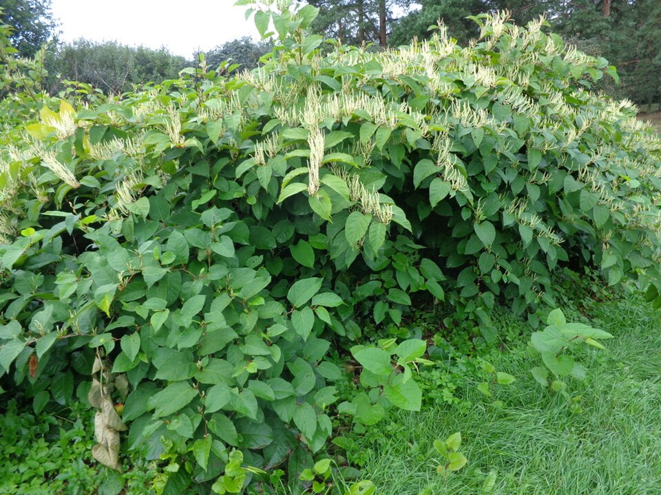 Reynoutria × bohemica (Bohemian Knotweed) (alternate view 4)