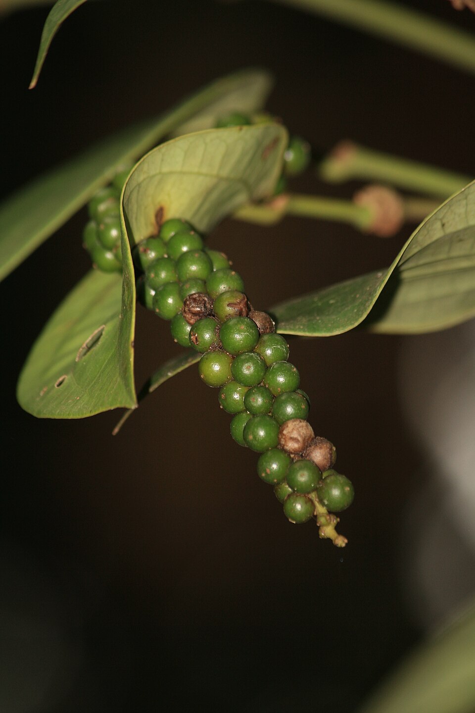 Piper nigrum (Black Pepper Plant) (alternate view 7)