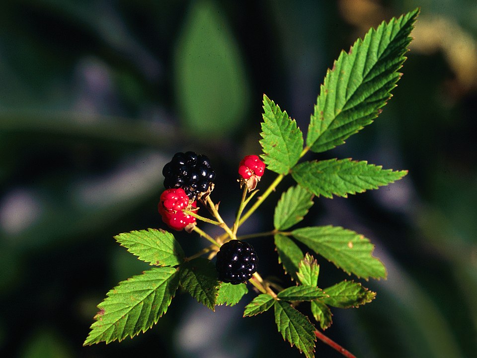 Rubus flagellaris (Common Dewberry) (alternate view 7)