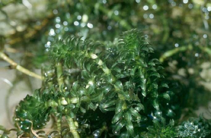 Hydrilla verticillata (hydrilla)