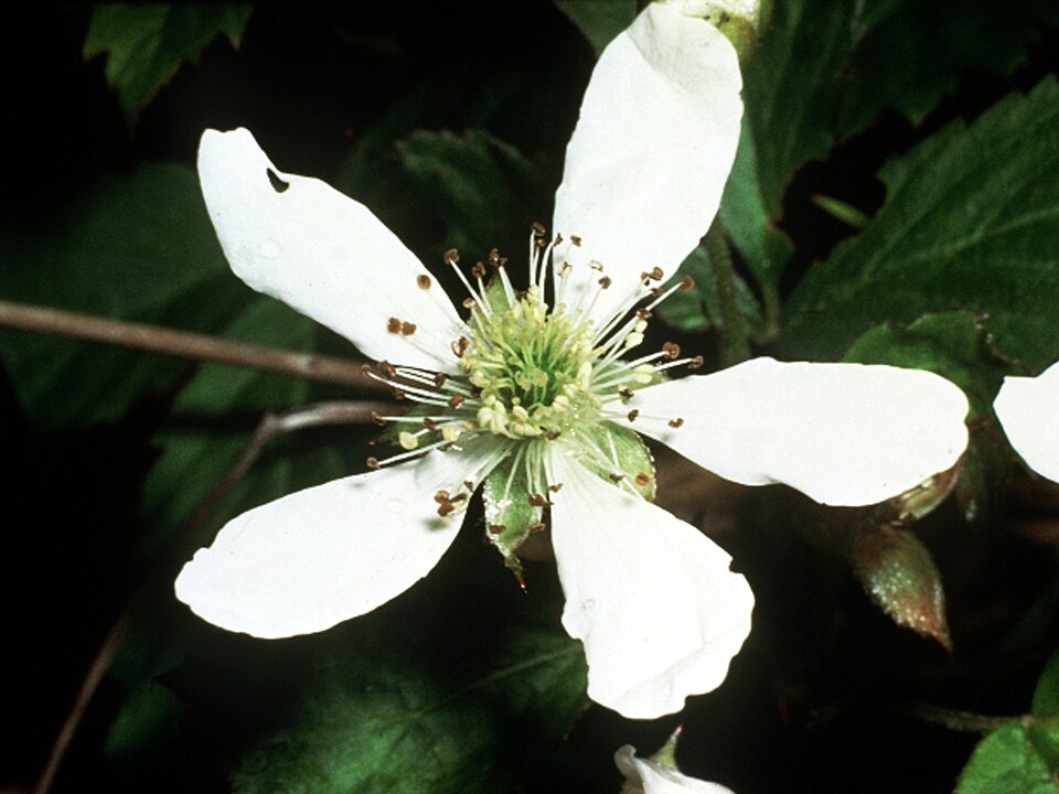 Rubus flagellaris (Common Dewberry) (alternate view 8)