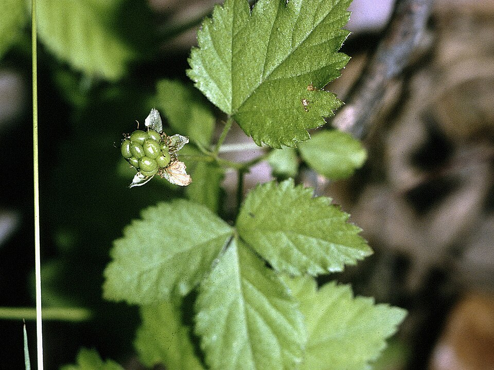 Rubus flagellaris (Common Dewberry) (alternate view 9)