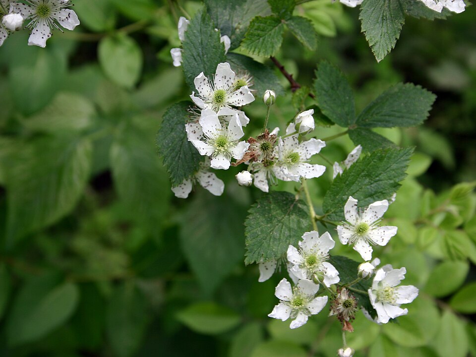 Rubus pensilvanicus (Pennsylvania Blackberry) (alternate view 7)