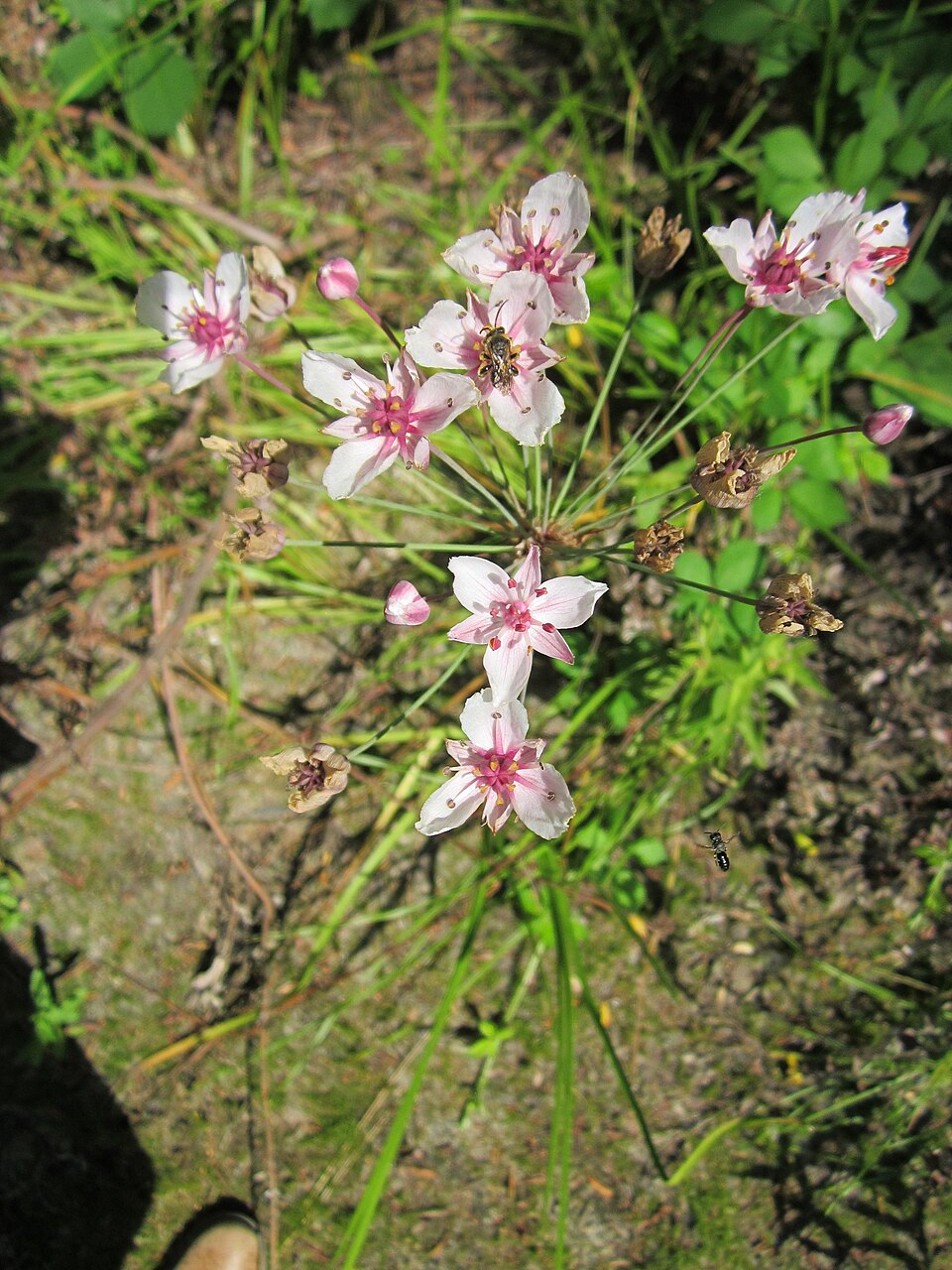 Butomus umbellatus (flowering rush) (alternate view 6)