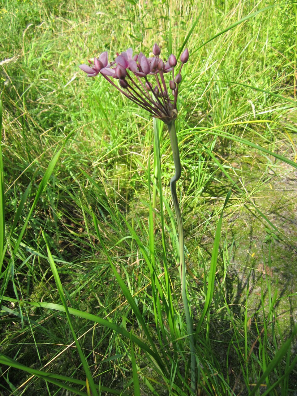 Butomus umbellatus (flowering rush) (alternate view 7)