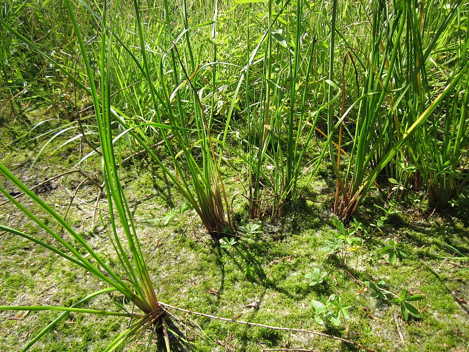 Butomus umbellatus (flowering rush) (alternate view 8)