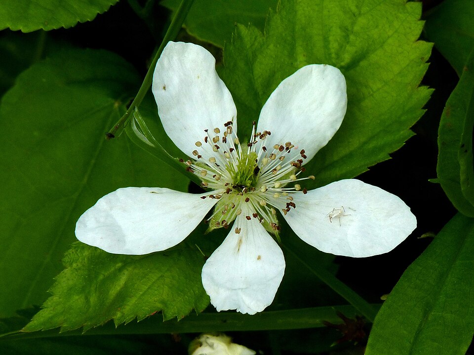 Rubus pensilvanicus (Pennsylvania Blackberry) (alternate view 8)