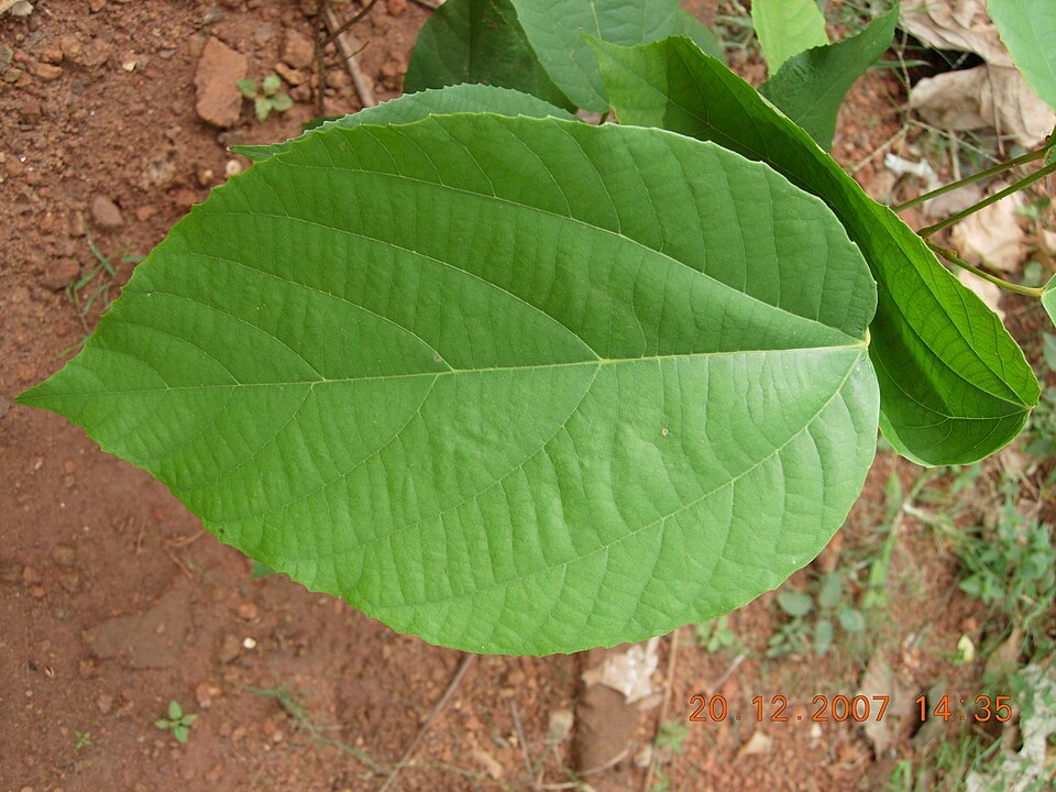 Mallotus philippensis (Kamala) (alternate view 3)