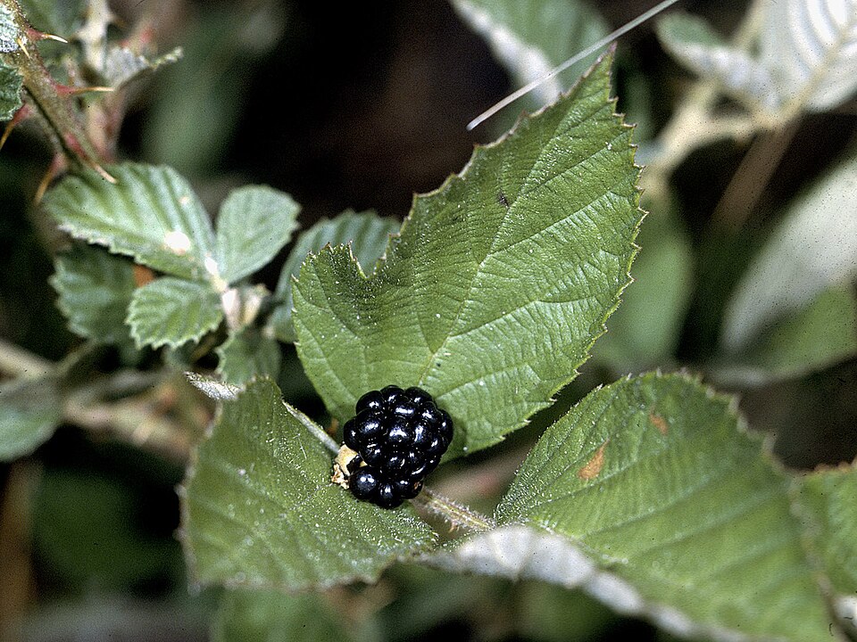 Rubus cuneifolius (sand blackberry) (alternate view 6)